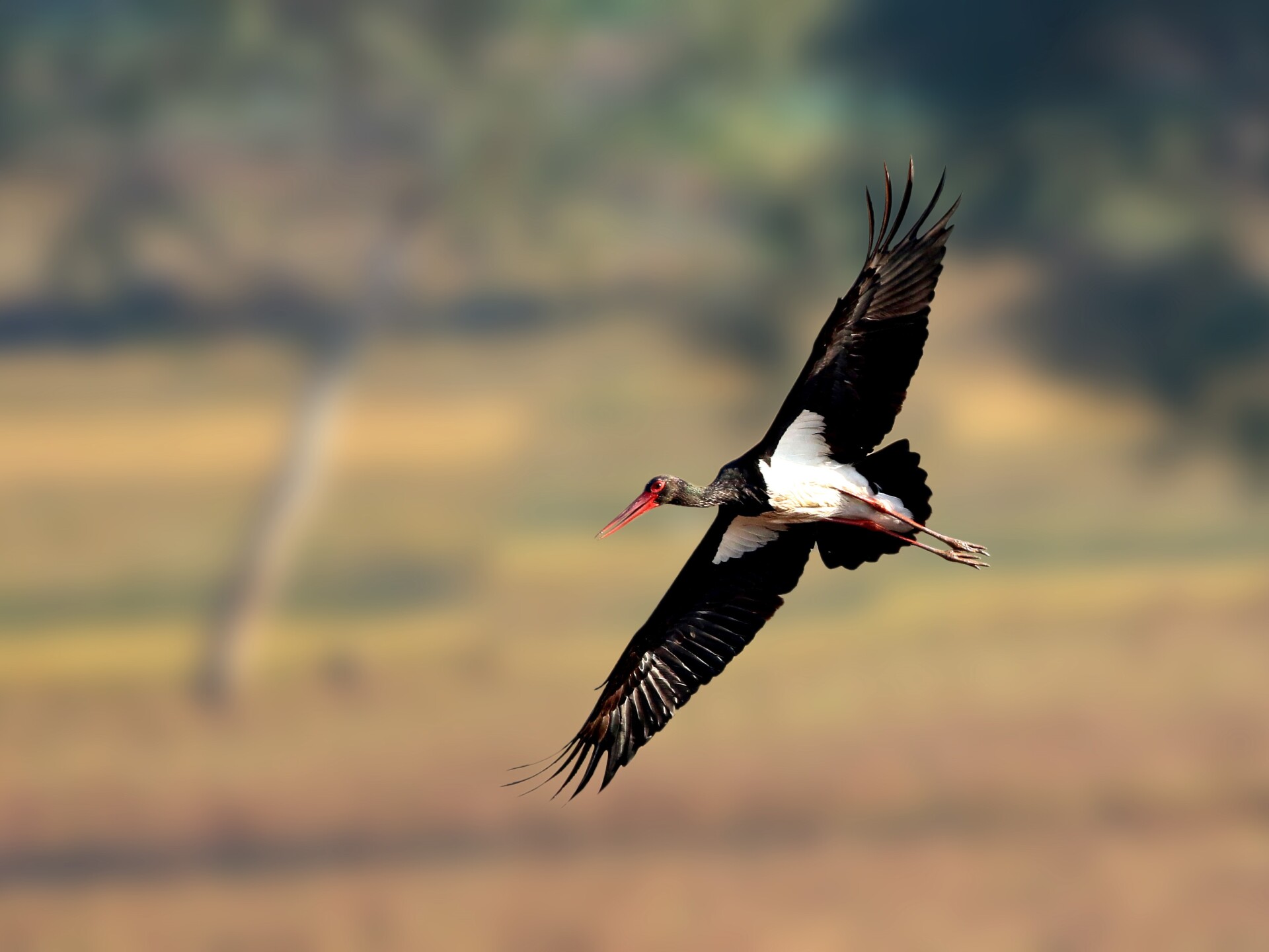 Poster-bird 2021: Black Stork