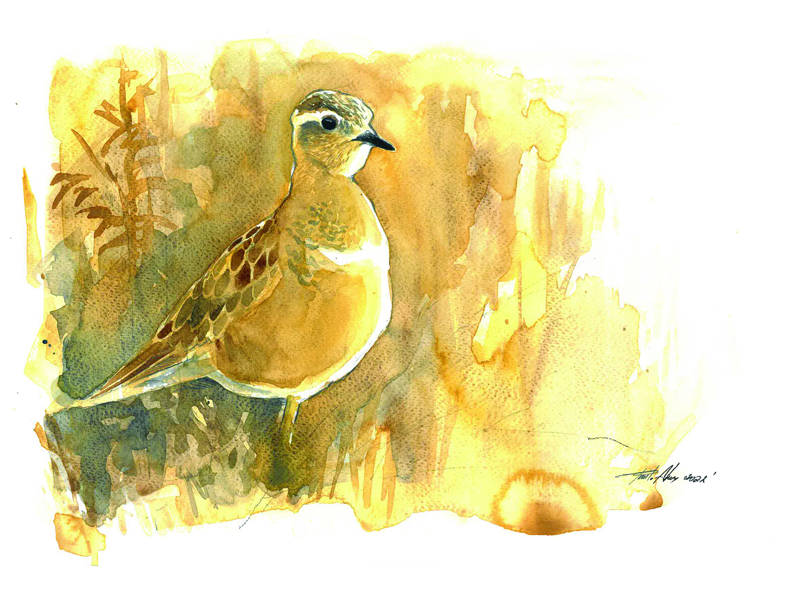 Exposição ilustra a migração de aves em Sagres